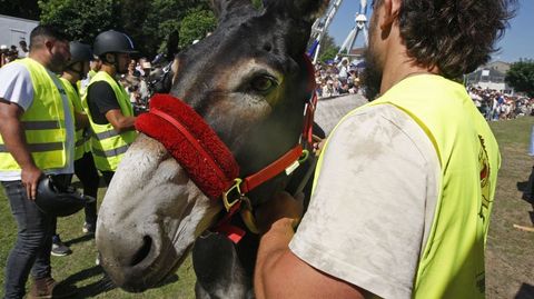 En la carrera de este año participaron 13 burros