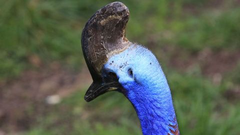 El casuario es uno de los ejemplares ms curioso que se puede veer en Avifauna.