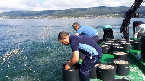 Siembra de almeja en la r�a de Pontevedra