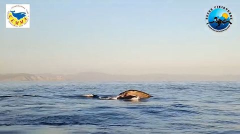 M�s de sesenta ballenas, frente a la costa de Fisterra