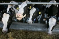 Un 13 % de granjas en control lechero tienen 20 o menos vacas reproductoras en la zona. 