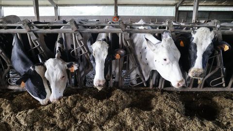 Imagen de archivo de unas vacas