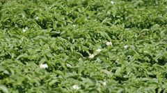 Imagen de archico de un campo de patatas