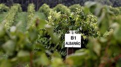 Aunque la cantidad de uva ser� este a�o sensiblemente menor a la del pasado, la calidad a�n puede ser alta.