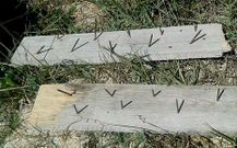 Algunas de las tablas con puntas encontradas en los arenales.