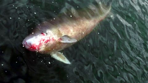 Ejemplar de cachalote pigmeo hallado muerto en aguas del Puerto Deportivo de Gij�n