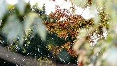 Paisaje oto�al en Carballo.