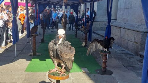Cetrera en la feria medieval de Lugo