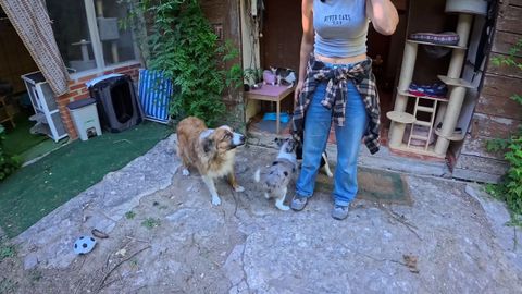 Animales de Yone