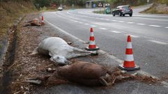 Dos accidentes de coche en la variante de Marín al atropellar a tres caballos.