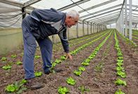 Domingos muestra con orgullo los pimientos que ya crecen a cubierto, junto con la lechuga.