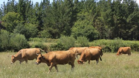 Explotaci�n de ganado vacuno en Friol, donde el IBI tiene bonificaci�n