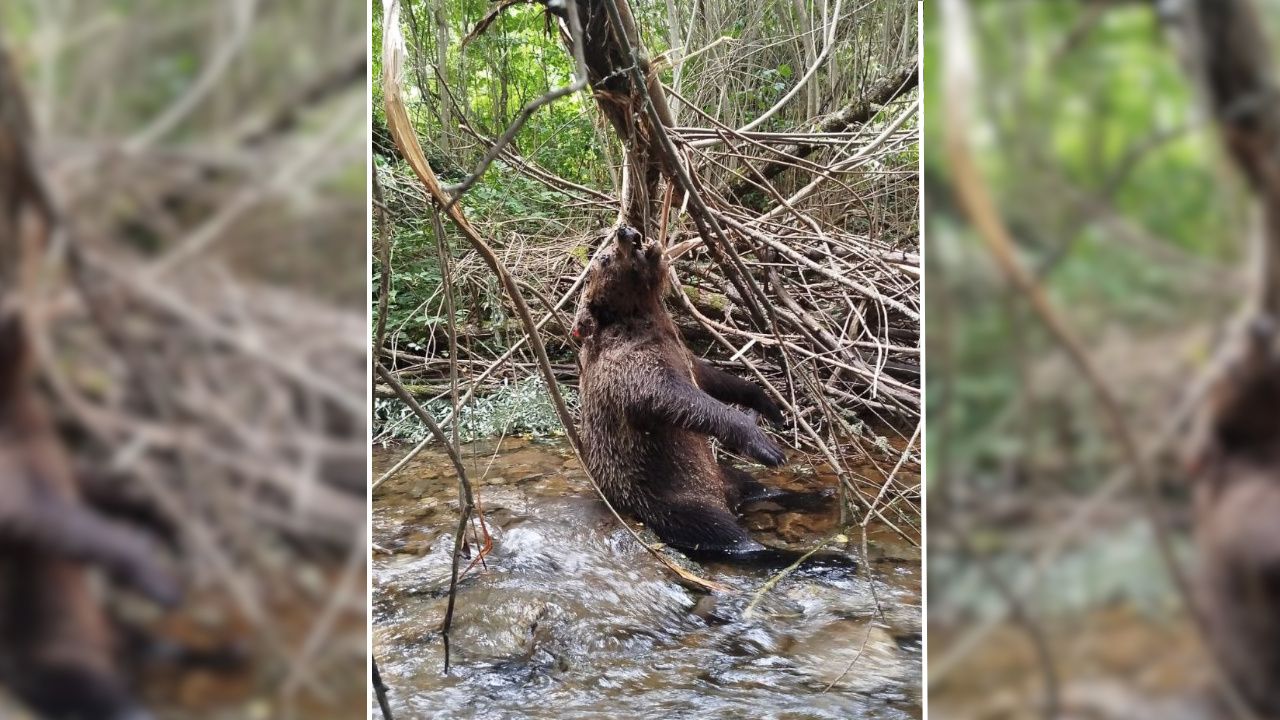 El Seprona investiga la aparición de un oso que murió en un lazo furtivo