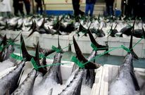 Hasta ahora, la mejor media de Galicia para el kilo de bonito se pag� en Burela, a 3,51 euros. 