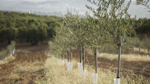 Imagen de archivo de una finca de olivos