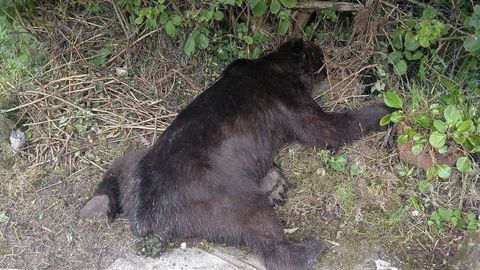 Oso muerto en Belmonte