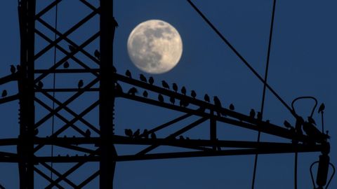 Docenas de estorninos permanecen posados en una torreta de alta tensi�n en la parroquia de Granda en Gij�n