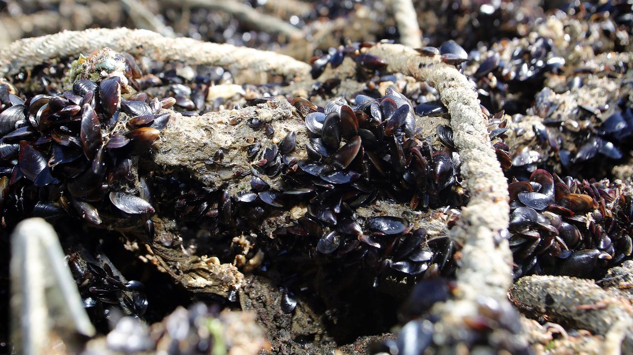 Critican el permiso dado a una empresa para captar mejilla en la ría de Muros