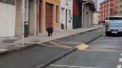 Jabal� por el medio de Carballo