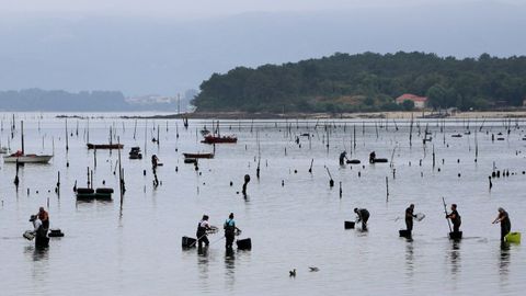 Carril es una de las zonas de producci�n marisquera m�s importantes de Galicia.