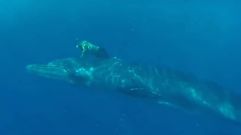 As� fue el espectacular rescate de una ballena en Fuerteventura