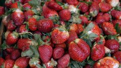Imagen de archivo de fresas