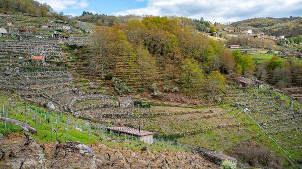 Viñas cultivadas y otras en estado de abandono en la ribera del Miño en Pesqueiras.