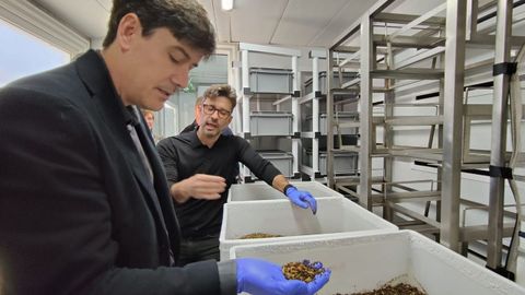 El consejero de Ciencia, Industria y Empleo del Gobierno de Asturias, Borja S�nchez, con una muestra de las larvas de mosca en su mano.