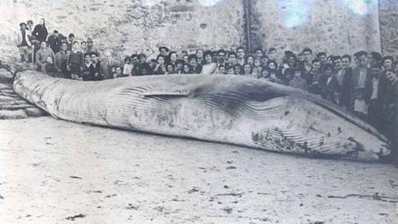 Memoria de las ballenas en Malpica: cita con la historia este sábado