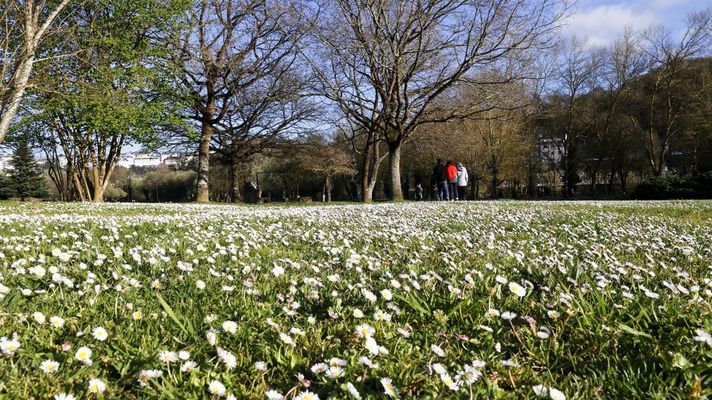 Un manto de margaritas cubre el parque do Mi�o, en Lugo.