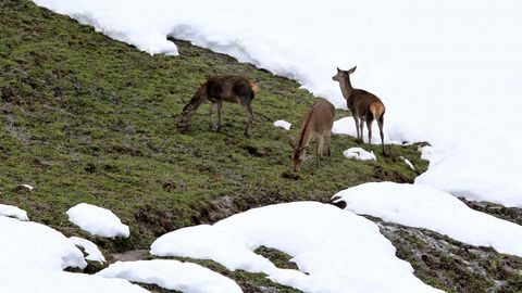 Venadas en la nieve de las proximidades del puerto asturiano de San Isidro