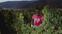 Galicia arranca la vendimia por Valdeorras