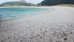 Invasi�n de patexos en las islas C�es: �Constituyen un recurso tr�fico fundamental�