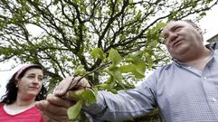As� se instala la avispilla en los casta�os de Galicia