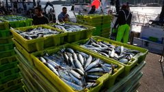 Cerqueros descargando sardina en la lonja de Portosn a finales de junio del 2023