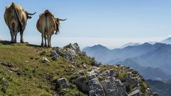 Vaca y toro en Pienzu