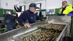 Seleccin de almeja y berberecho recogido por los mariscadores de la ra de Pontevedra esta semana