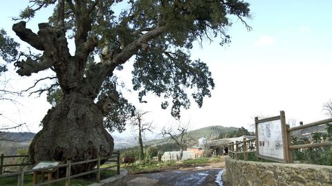 La Sobreira de Santiorxo en el 2011, con su característico tronco abombado. La excrecencia que formaba ese abombamiento se rompió en el vendaval de hace unos meses