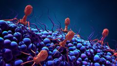 Bacteri�fagos que infectan y destruyen las bacterias