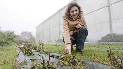 Entrevista a Rosa Romero, directora de la Escuela Politcnica Superior de Lugo.