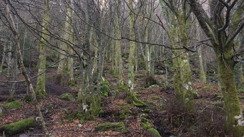 Hayedo de Busmayor, un bosque con hayas, arces, acebos, abedules y avellanos