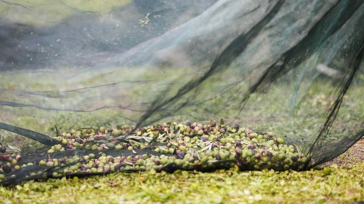 La delegaci&oacute;n europea comenzar&aacute; el trabajo que desarrolla Galicia en la recuperaci&oacute;n y multiplicaci&oacute;n de variedades vegetales