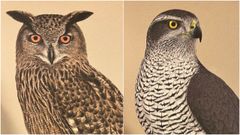 Ejemplares de bho real (Bubo bubo) y azor comn (Accipiter gentilis) dibujados por el ilustrador cientfico belga Joris De Raedt (1987), cuyas reproducciones embellecen ?es ms, fundamentan? el libro del ornitlogo holands Paul Bhre (1961). 
