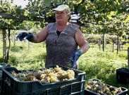 El grueso de la vendimia de R�as Baixas llegar� a su fin a mediados de esta semana. 