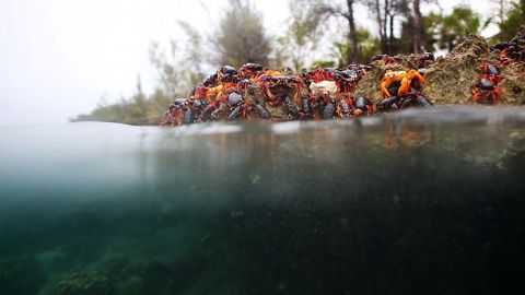 Cangrejos rojos llegan desde los bosques al mar para desovar en playa Gir�n (Cuba)