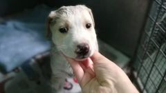 As� encontraron un cachorro en Cambados: metido en un capacho