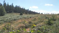 Terrenos de la sofor Monte de Candedo, en la que el pino es la especie más abundante