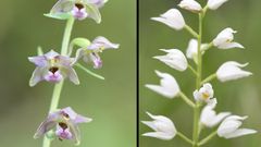 Epipactis helleborine (izquierda) y Cephalanthera longifolia, dos especies de orqu�deas exclusivas de la microrreserva bot�nica de H�rreos, una de las cinco que se han creado en la sierra de O Courel
