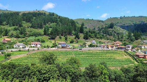 El entorno de Corias y sus vi�edos