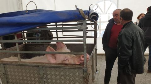 A la feria de Cospeito acuden criadores de varios municipios chairegos